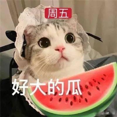 娱乐吃瓜君网红虐猫,娱乐吃瓜君引发社会热议